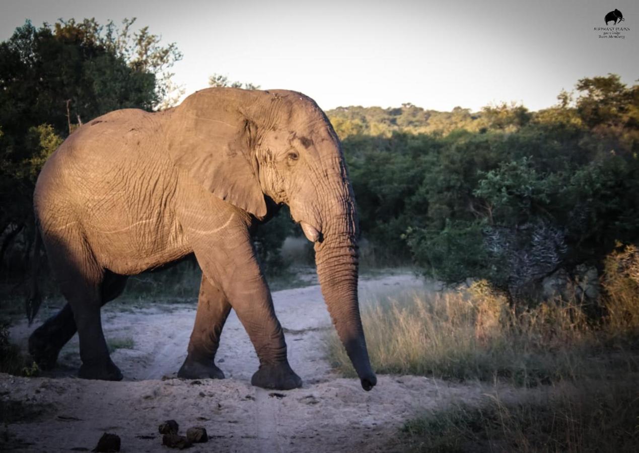 Elephant Plains Game Lodge เขตอนุรักษ์พันธุ์สัตว์ป่าซาบีแซนด์ ภายนอก รูปภาพ