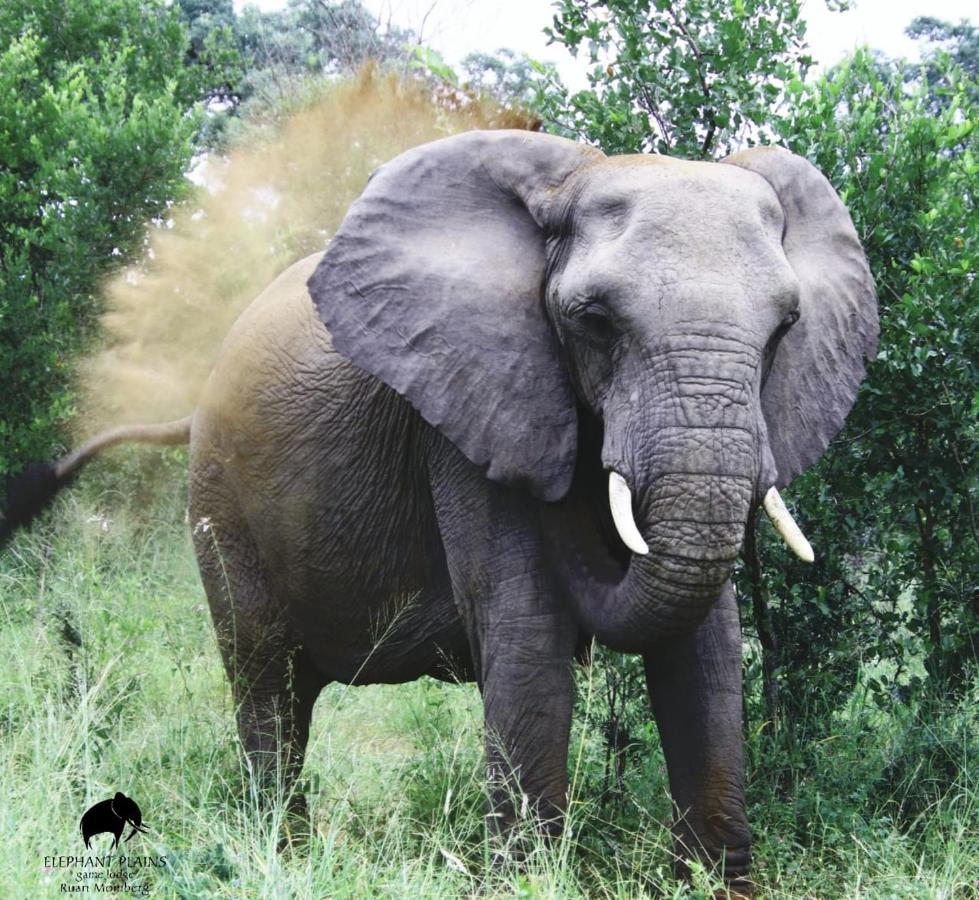 Elephant Plains Game Lodge เขตอนุรักษ์พันธุ์สัตว์ป่าซาบีแซนด์ ภายนอก รูปภาพ