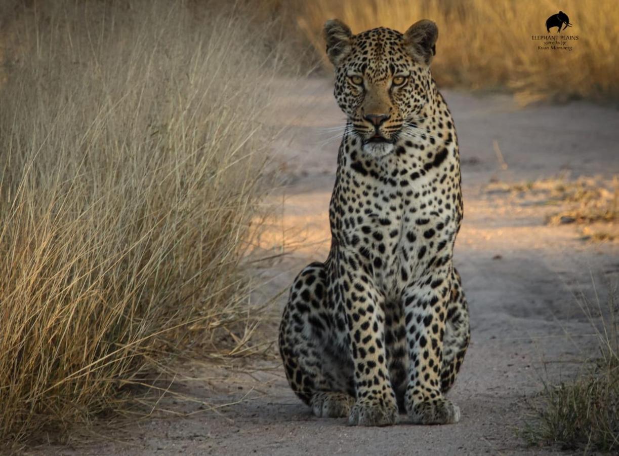 Elephant Plains Game Lodge เขตอนุรักษ์พันธุ์สัตว์ป่าซาบีแซนด์ ภายนอก รูปภาพ