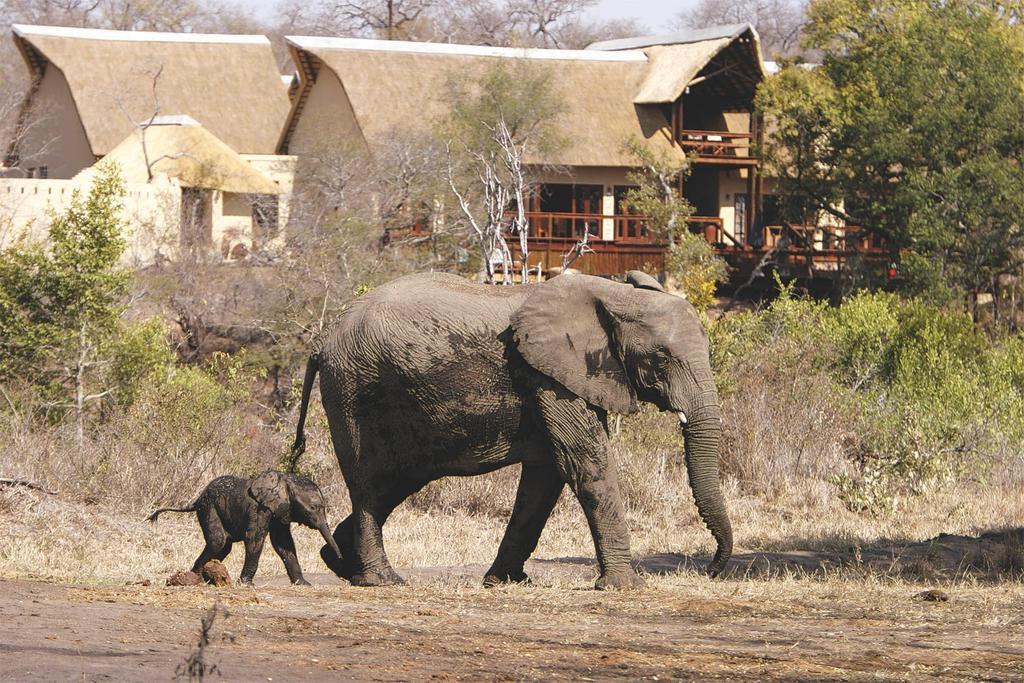 Elephant Plains Game Lodge เขตอนุรักษ์พันธุ์สัตว์ป่าซาบีแซนด์ ภายนอก รูปภาพ